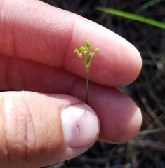 Stenaria nigricans floridana