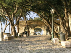 Pinus