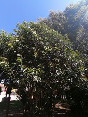 Ligustrum lucidum