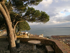 Pinus