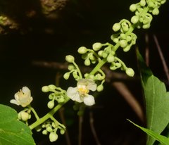 Serjania brachycarpa