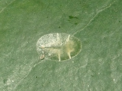 Lichtensia viburni