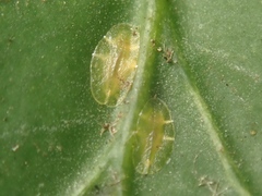 Lichtensia viburni