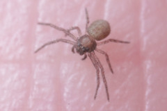 Araneae