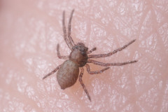 Araneae