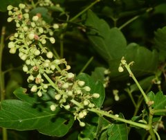 Serjania brachycarpa