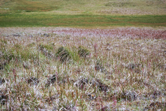 Arctagrostis latifolia