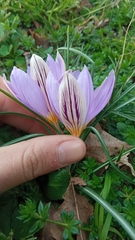 Crocus suaveolens