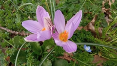 Crocus suaveolens