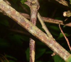 Serjania brachycarpa