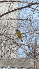 Pitangus sulphuratus