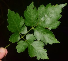 Serjania brachycarpa