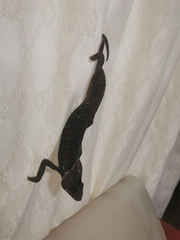 Chamaeleo calyptratus