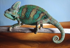 Chamaeleo calyptratus