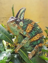 Chamaeleo calyptratus