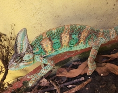 Chamaeleo calyptratus