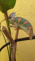 Chamaeleo calyptratus