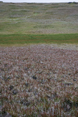 Arctagrostis latifolia
