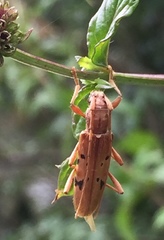 Xenocompsa flavonitida