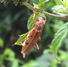 Xenocompsa flavonitida