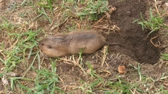 Cratogeomys castanops