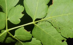 Serjania brachycarpa