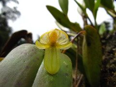 Pleurothallis octavioi