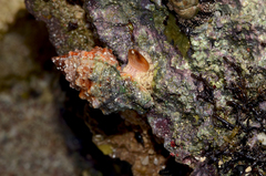 Bursidae