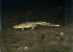 Lissotriton maltzani