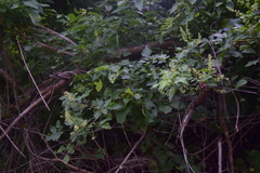 Serjania brachycarpa