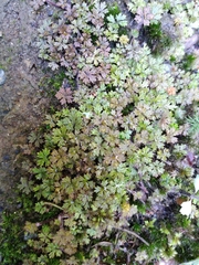 Hydrocotyle dissecta