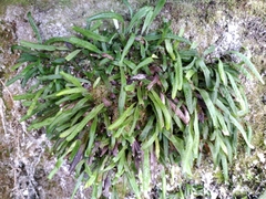 Notogrammitis patagonica