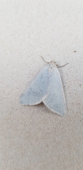 Lithostege palaestinensis
