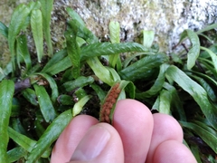 Notogrammitis patagonica