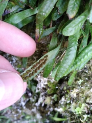 Notogrammitis patagonica