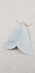 Lithostege palaestinensis