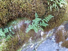 Cystopteris tasmanica