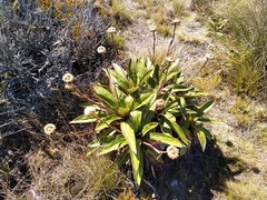 Celmisia verbascifolia