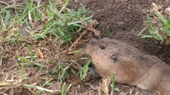 Cratogeomys castanops