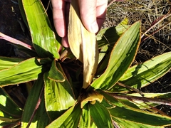 Celmisia verbascifolia