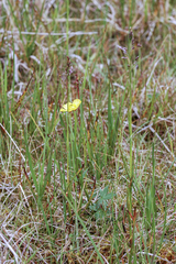 Ranunculus turneri