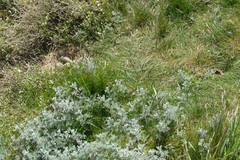 Artemisia maritima
