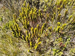 Veronica pauciramosa