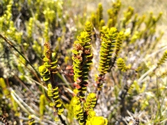 Veronica pauciramosa