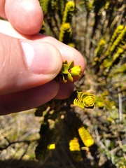 Veronica pauciramosa