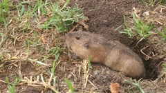 Cratogeomys castanops