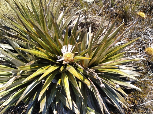 Image of Celmisia coriacea by (c) Leon Perrie, some rights reserved (CC BY)