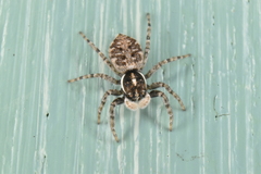 Menemerus semilimbatus