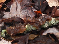 Phaeotremella frondosa
