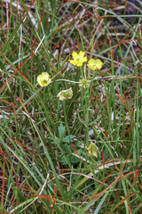 Ranunculus turneri